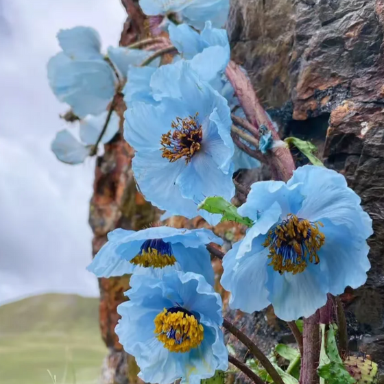 Himalayan Blue Poppy Seeds #1