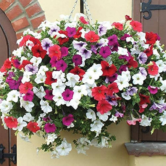 Wonderful Gifts Petunia Seeds