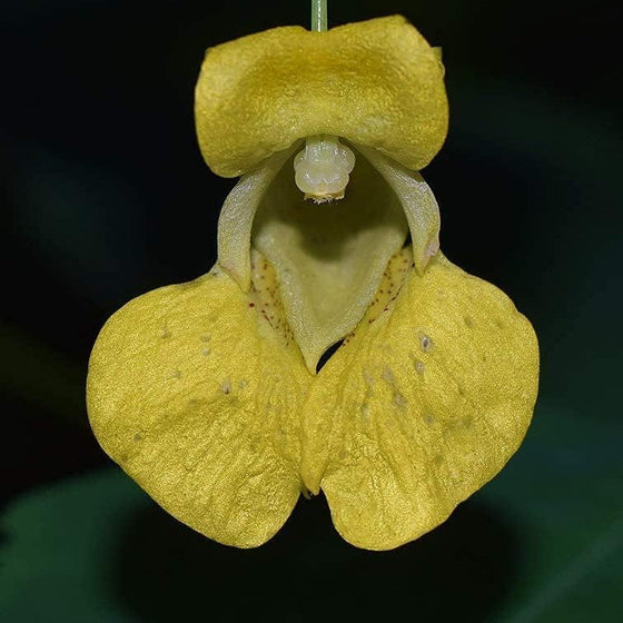 Impatiens Pallida Yellow Jewelweed Seeds