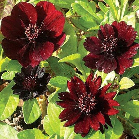Chocolate Cosmos Seeds
