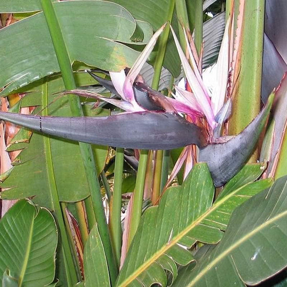 Bird of Paradise Tree Seeds