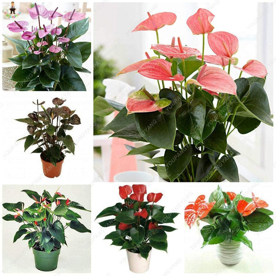 Svi Purple Anthurium Flower Seeds