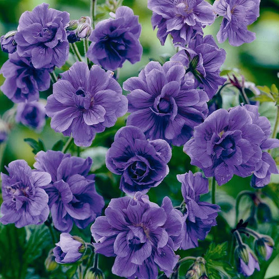 Double Geranium Seeds - Violet