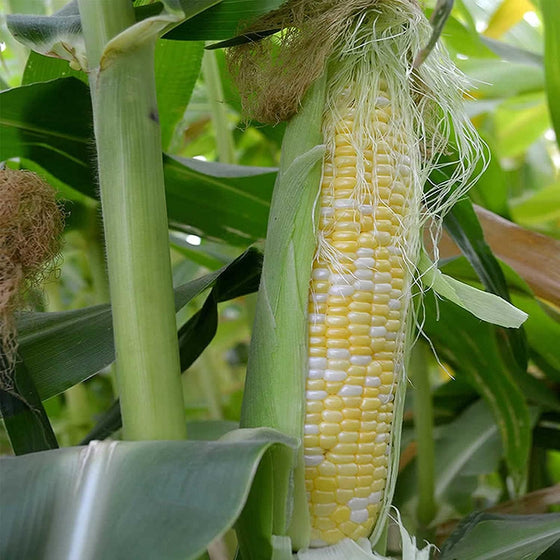Vegetable Yellow White Sweet Se Peaches & Cream Corn Seeds