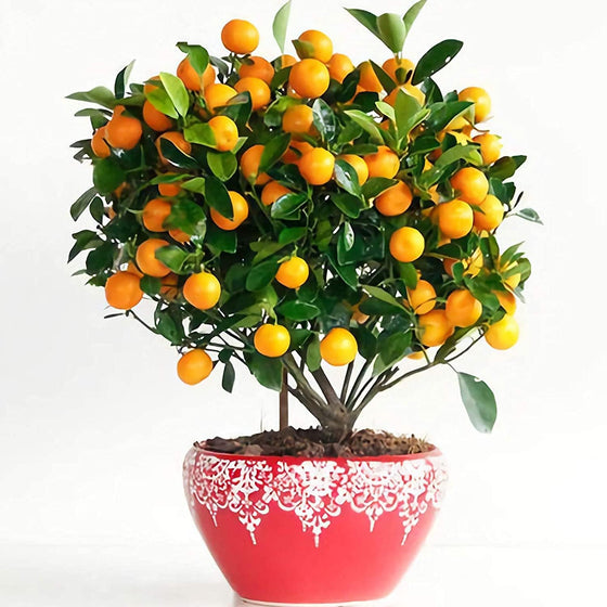 Bonsai Orange Tree Seeds #2