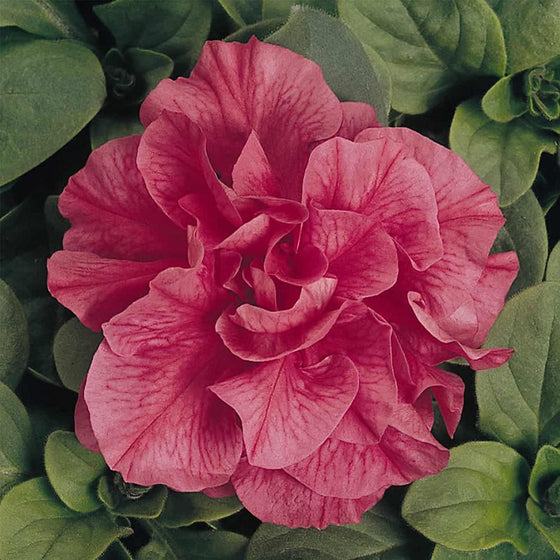 Double Madness Salmon Annual Double Petunia Seeds
