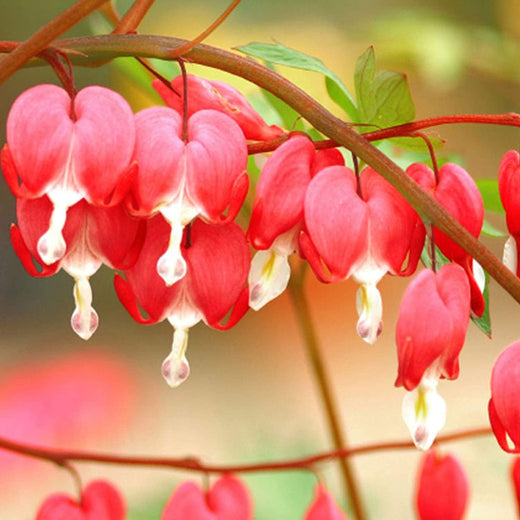 Bleeding Heart Seeds