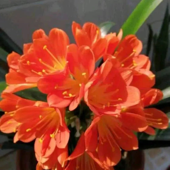 Kaffir Lily Flower Seeds #2