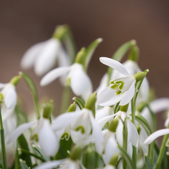 Snowdrop Seeds #1