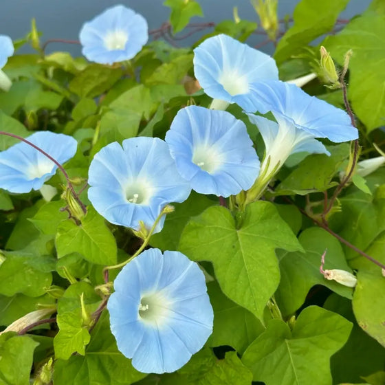 Hybrida Blue Petunia Seeds