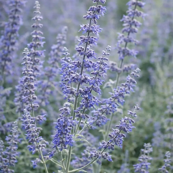 Blue Steel Russian Sage Seeds
