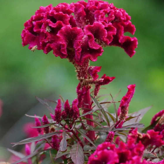 Plumed Kimono Multi Annual Plumosa Celosia Seeds