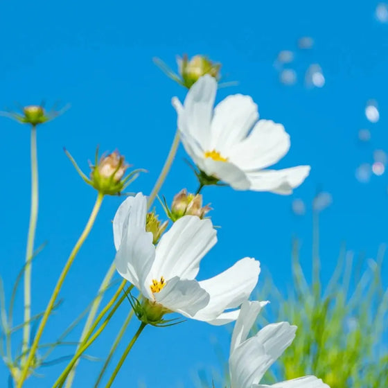 Fern Leaf Peony Cosmos Seeds