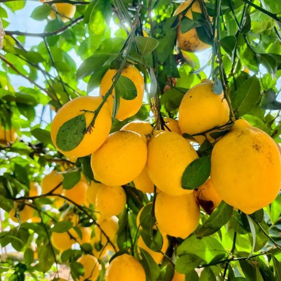 Citrus Eureka Lemon Tree Seeds