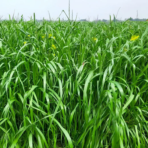 Perennial Ryegrass Seeds