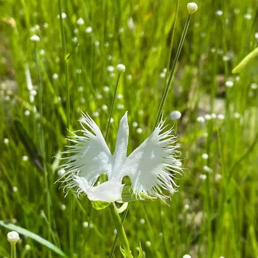 White Egret Orchid Seeds #2
