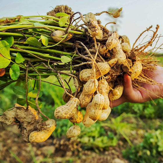 Easy High Yield Peanut Seeds