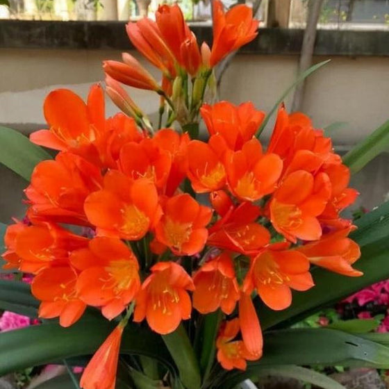 Clivia Kaffir Lily Flower Seeds
