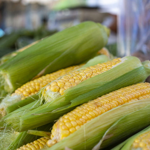 Corn Seeds