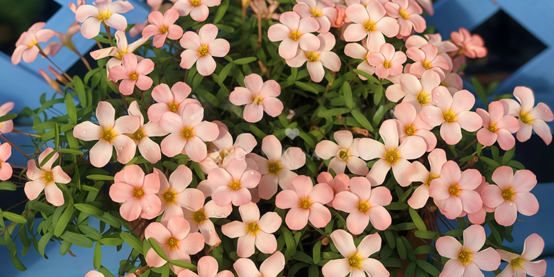 🌿 How to Grow Oxalis on Your Balcony — 3 Easy Tricks for Winter Blooms, Big Flowers & Stunning Color