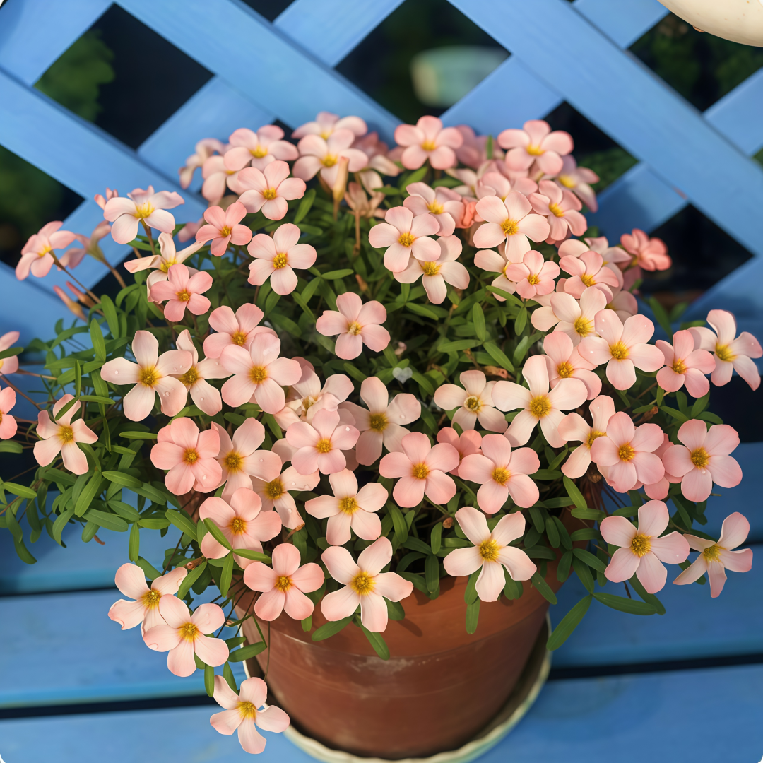 🌿 How to Grow Oxalis on Your Balcony — 3 Easy Tricks for Winter Blooms, Big Flowers & Stunning Color