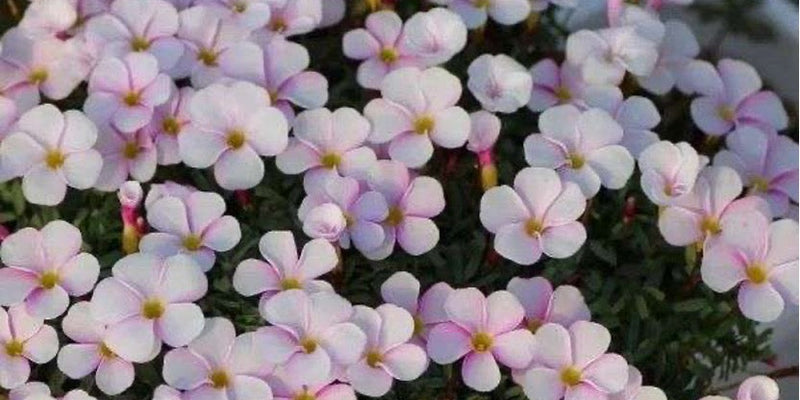 Oxalis Planting Guide：Discover the Beauty of “Jumping Clovers”