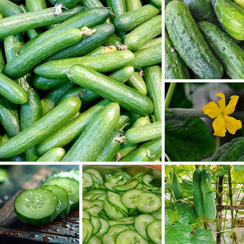 Fast Growing Crisp Refreshing Cucumber Seeds