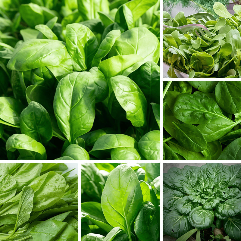 Fast Growing Nutrient Rich Leafy Spinach Seeds