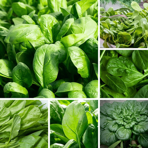 Fast Growing Nutrient Rich Leafy Spinach Seeds