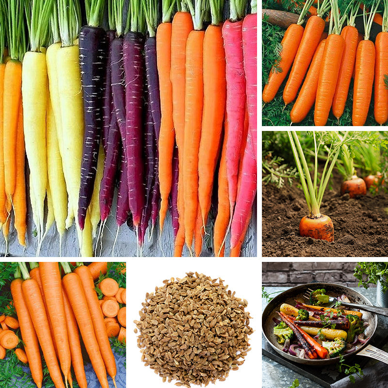 Carrot Seeds #1
