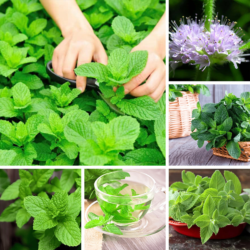 Mint Seeds #1