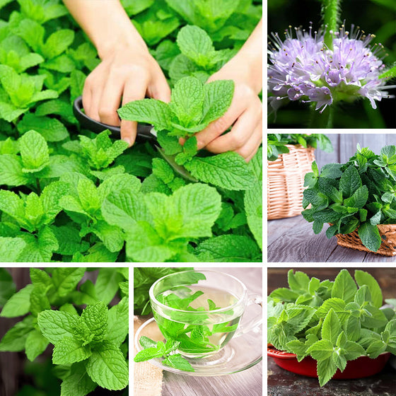 Mint Seeds #1