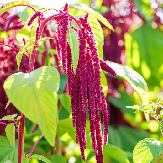 Amaranthus Caudatus Red Love Lies Bleeding Amaranth Seeds