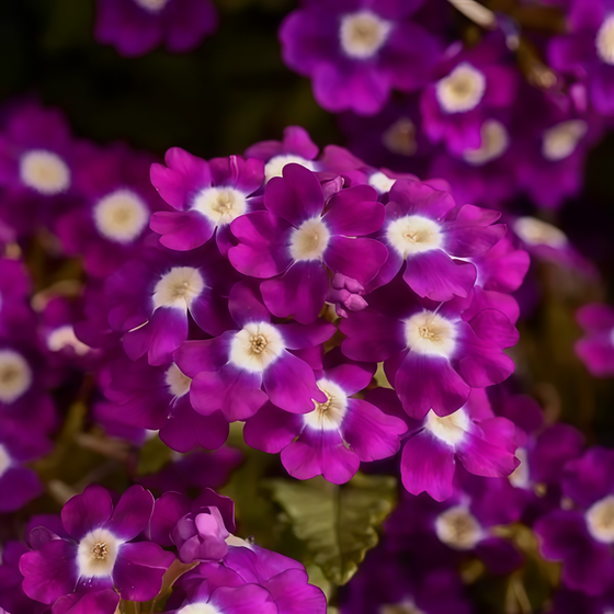 Purplish Red Verbena Seeds