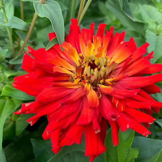 Elegans Red Zinnia Seeds
