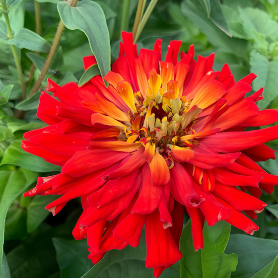 Elegans Red Zinnia Seeds