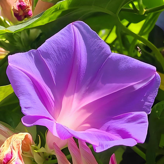 Ipomoea Purplish Red Morning Glory Seeds