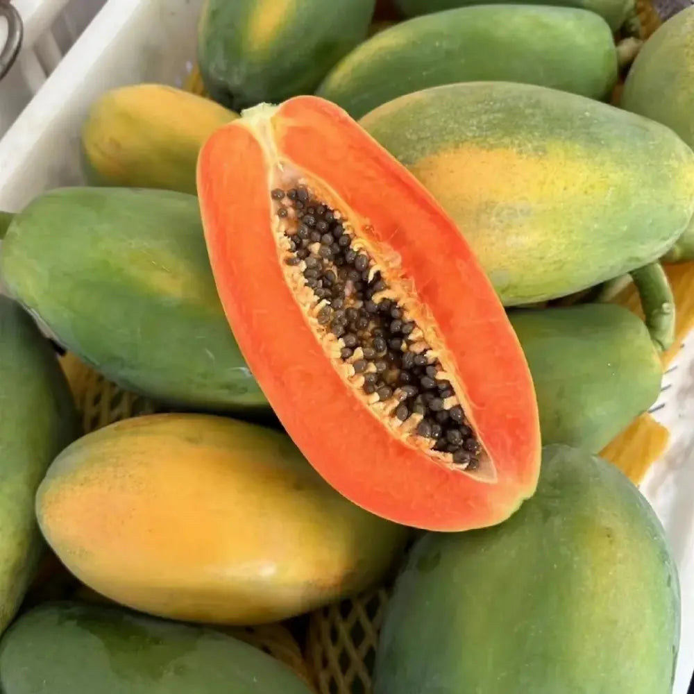 Poinsettia Biji Euphorbia Pulcherrima Red Lady Papaya Seeds