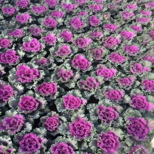 Ornamental Kale Seeds - Red Flat Leaf