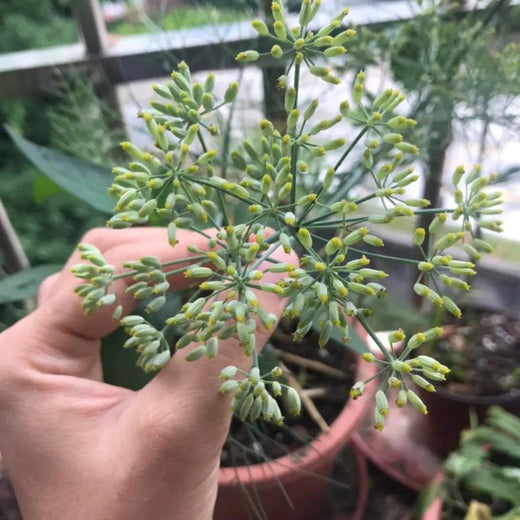 Chinese Thorowax Seeds