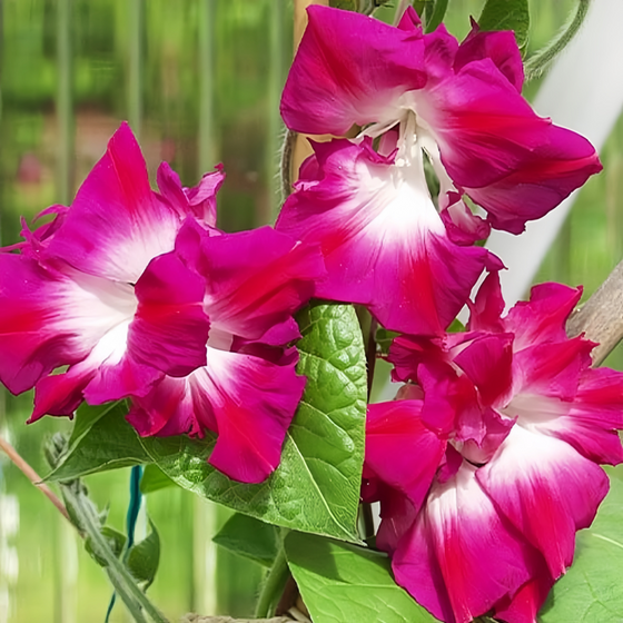 Ipomoea Red Morning Glory Seeds
