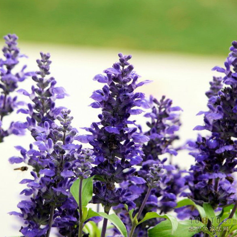Sageⅱ Blue Sage Seeds