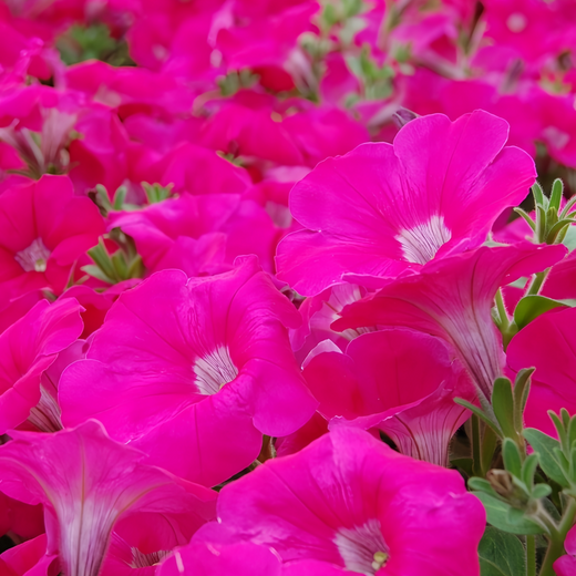 Hybrida Medium Rose Red Petunia Seeds
