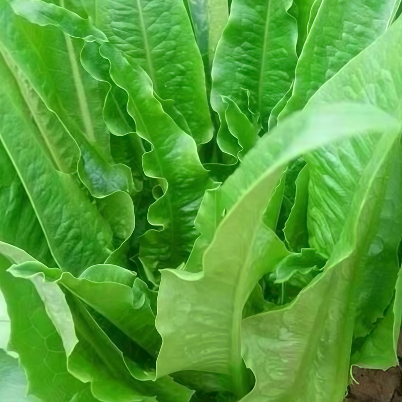 Lactuca Sativa Lettuce Seeds - Green Seeds