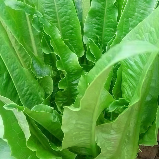 Lactuca Sativa Lettuce Seeds - Green Seeds