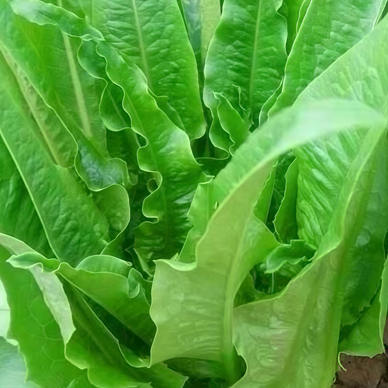 Lactuca Sativa Lettuce Seeds - Green Seeds
