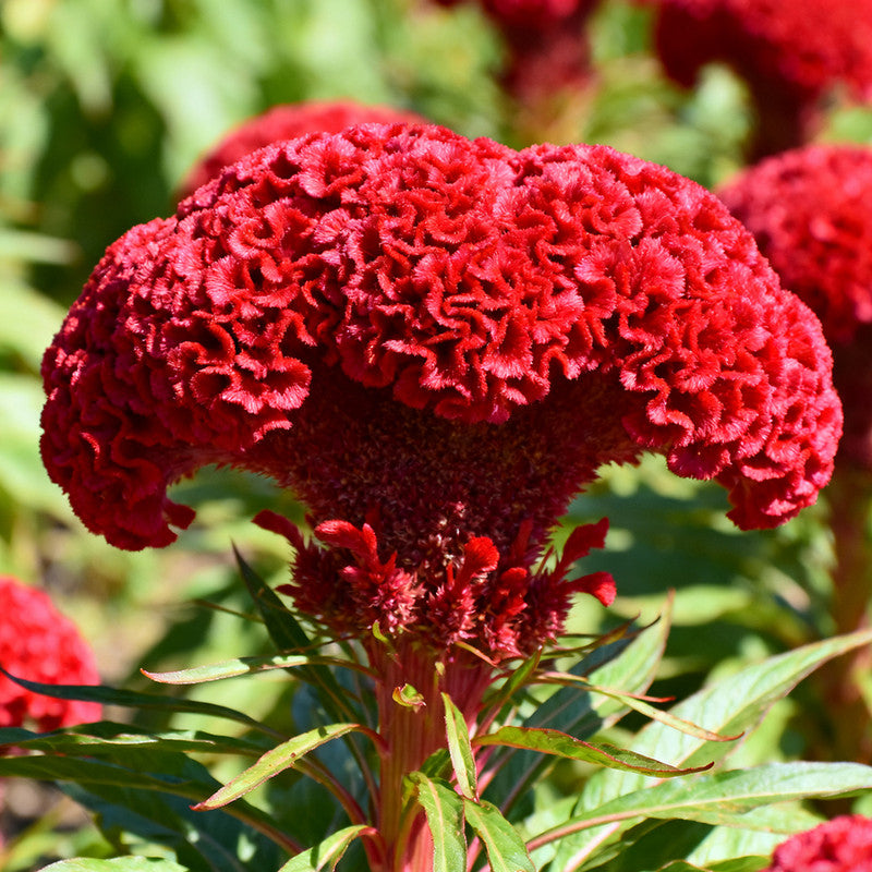 Cristata Red Celosia Seeds