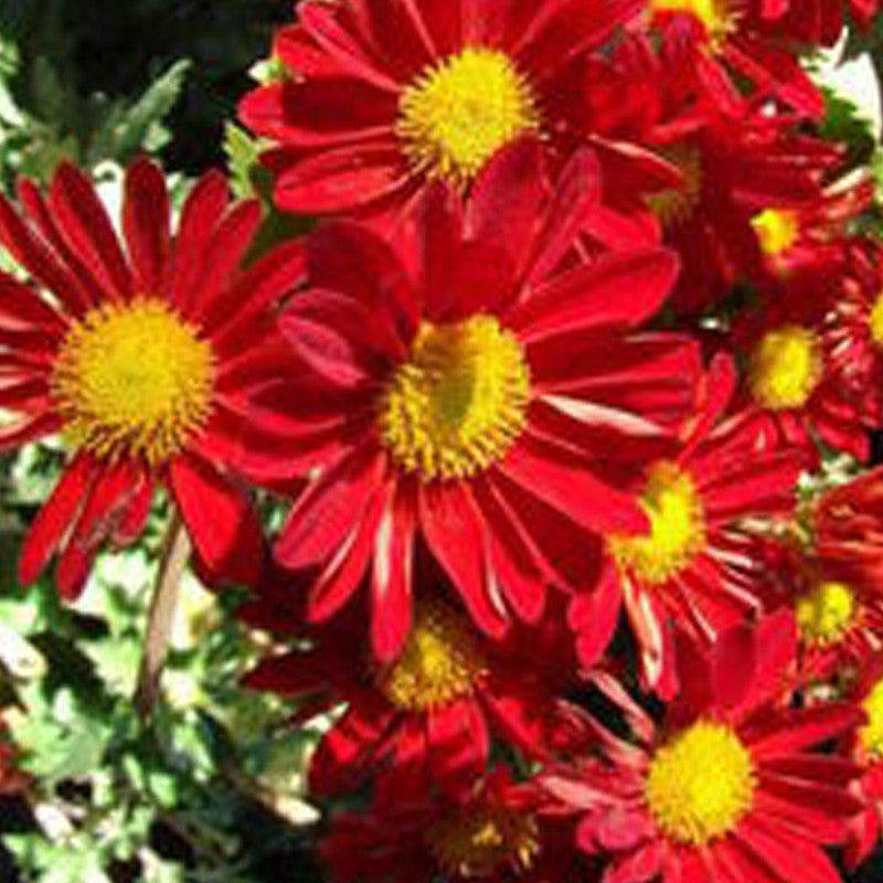 China Aster Seeds - Red #1