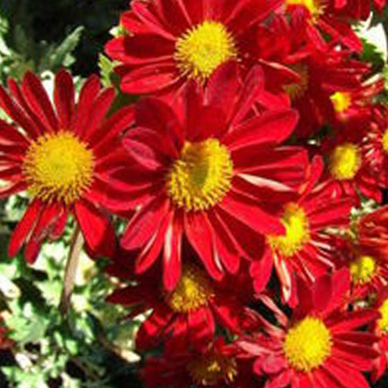 China Aster Seeds - Red #1