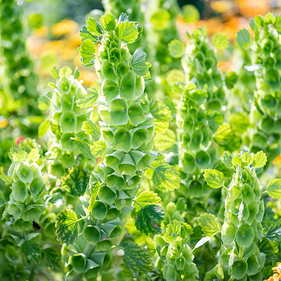 Moluccella Laevis Green Sepals Bells of Ireland Seeds